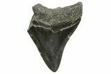 Bargain, Megalodon Tooth - South Carolina #375971-1